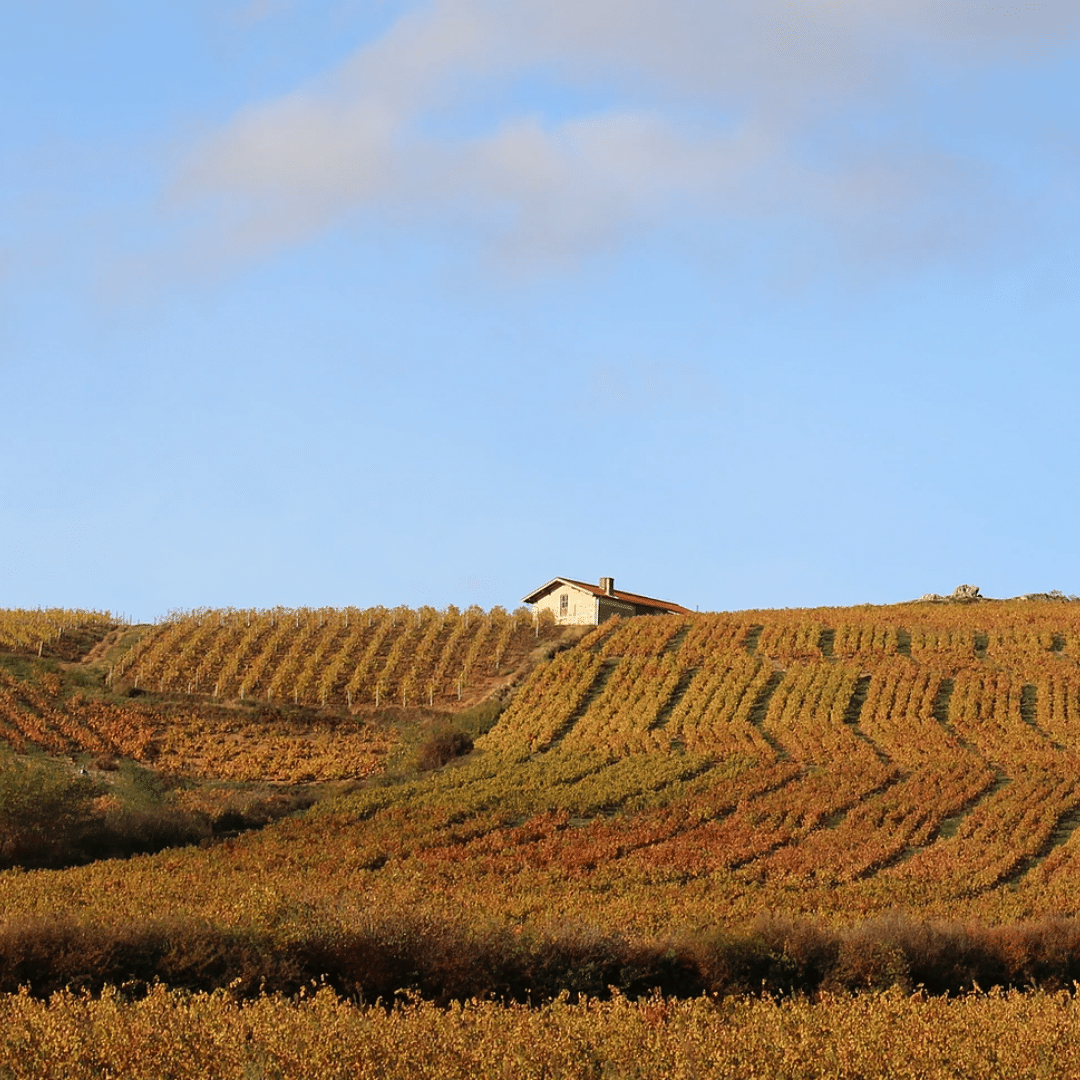 domaine hoppenot vineyard