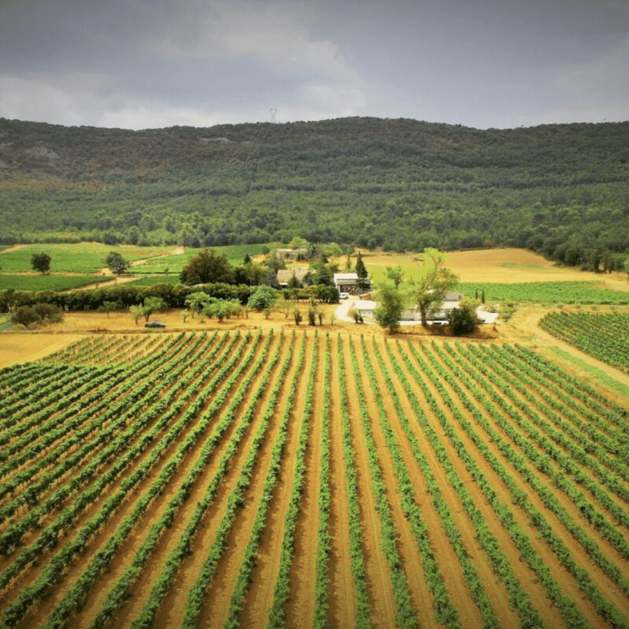 domaine la mongestine vineyard