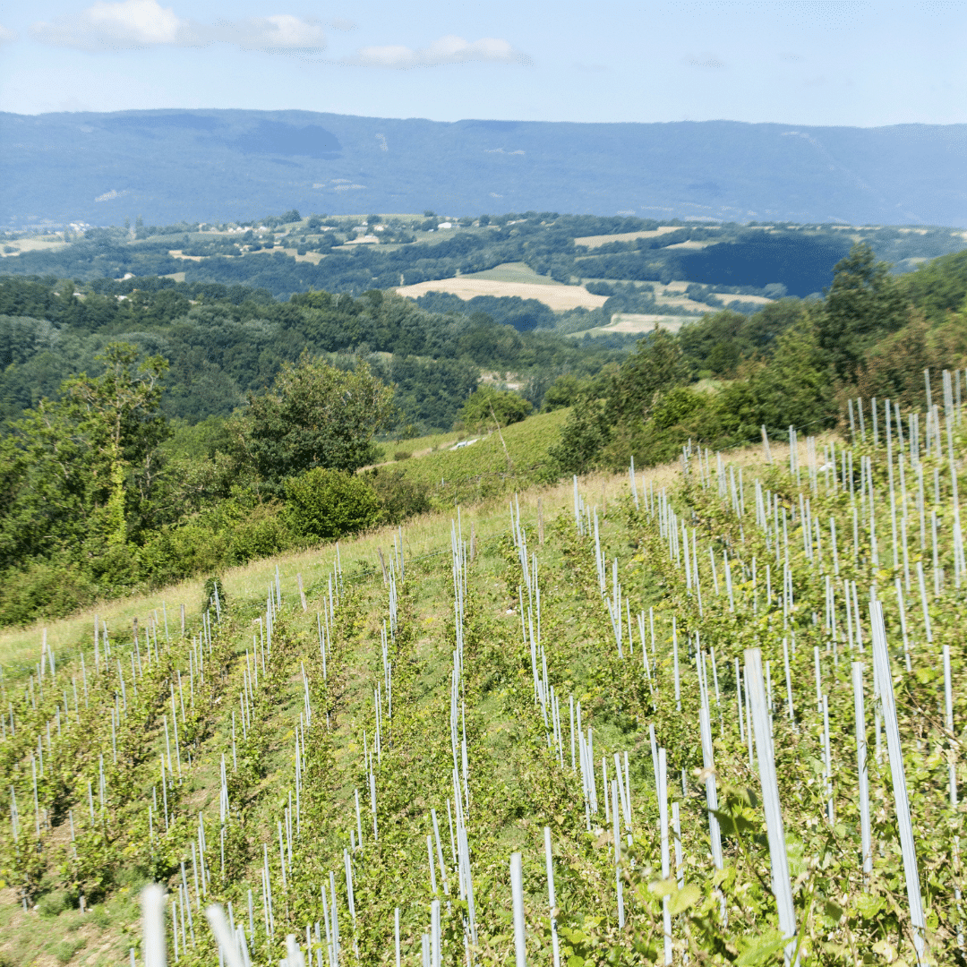 domaine lupin vineyard