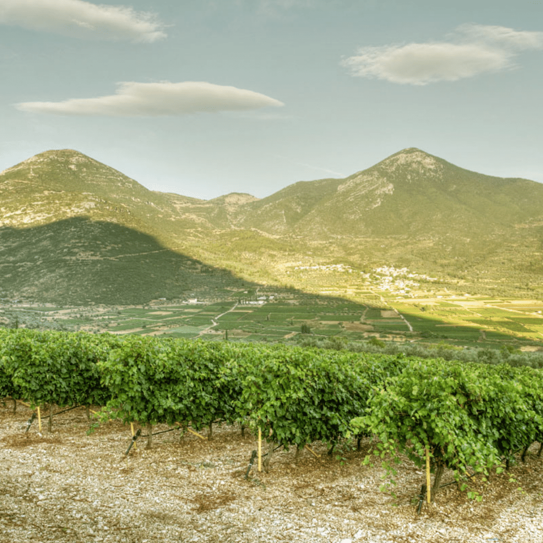 domaine skouras vineyard