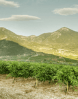 domaine skouras vineyard