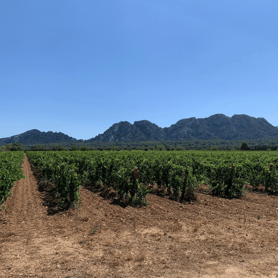 domaine terres blanches vineyard