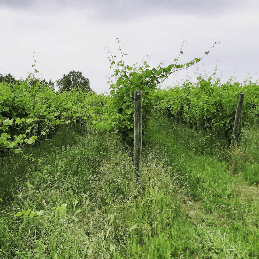 duckman vineyard