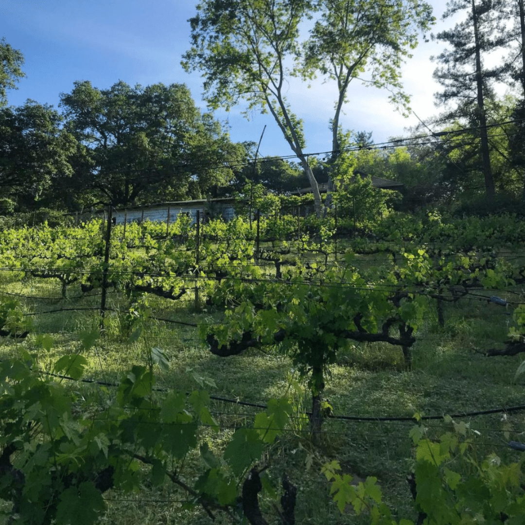 emme wines vineyard califrornia