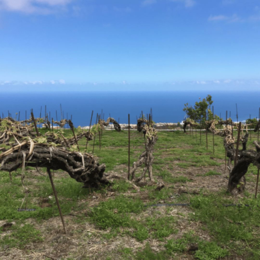 envinate vineyard canary islands