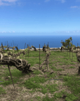 envinate vineyard canary islands