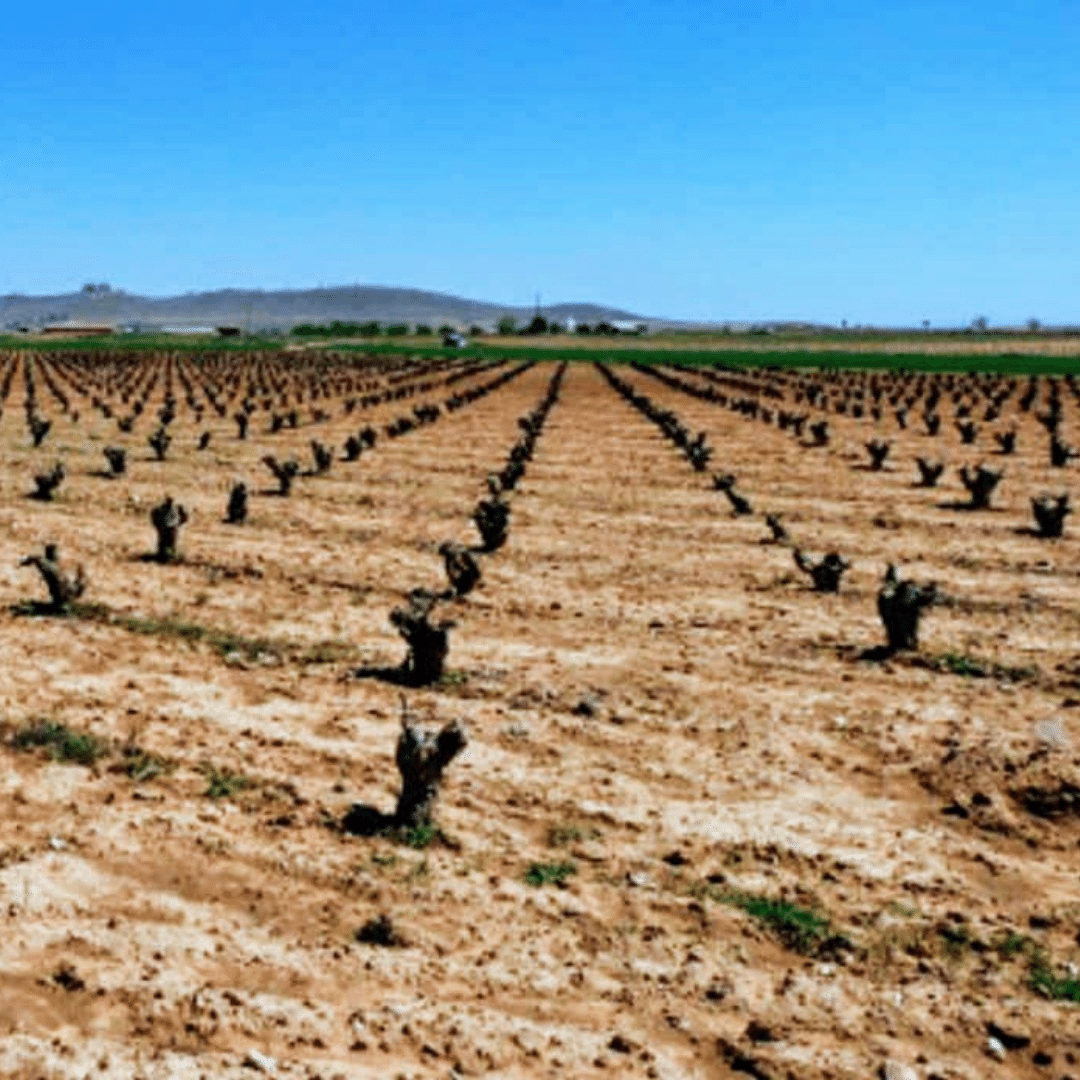 esencia rural vineyard