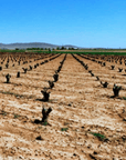 esencia rural vineyard