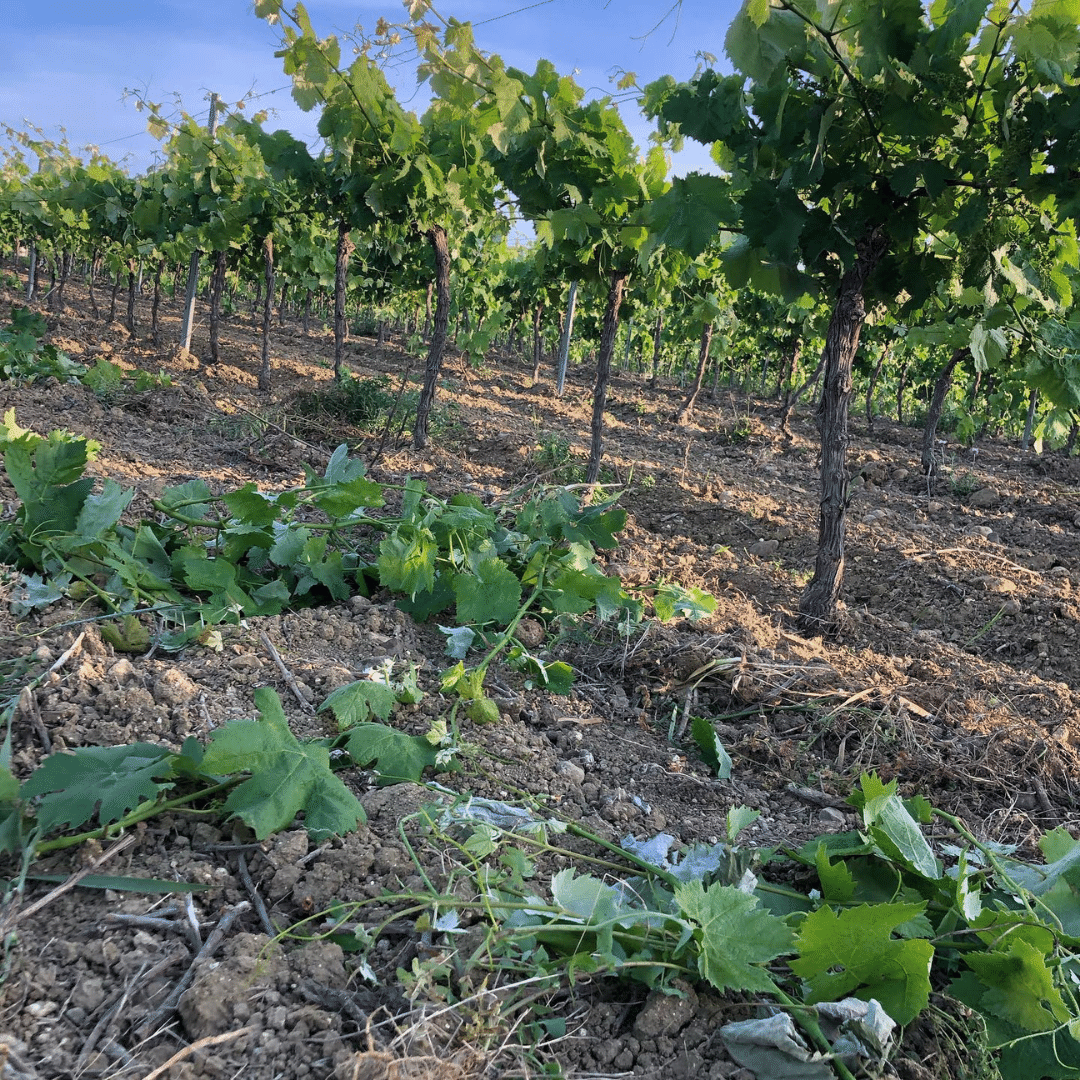 fabio-ferracane-vineyard