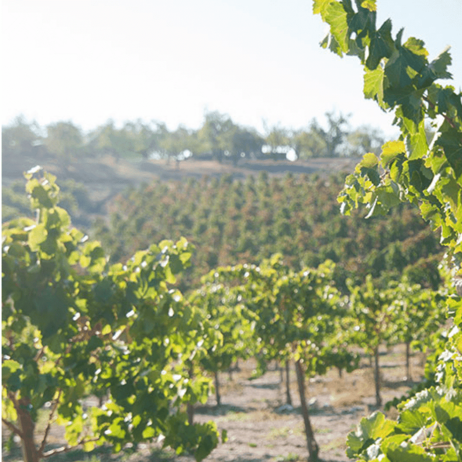field recordings vineyard