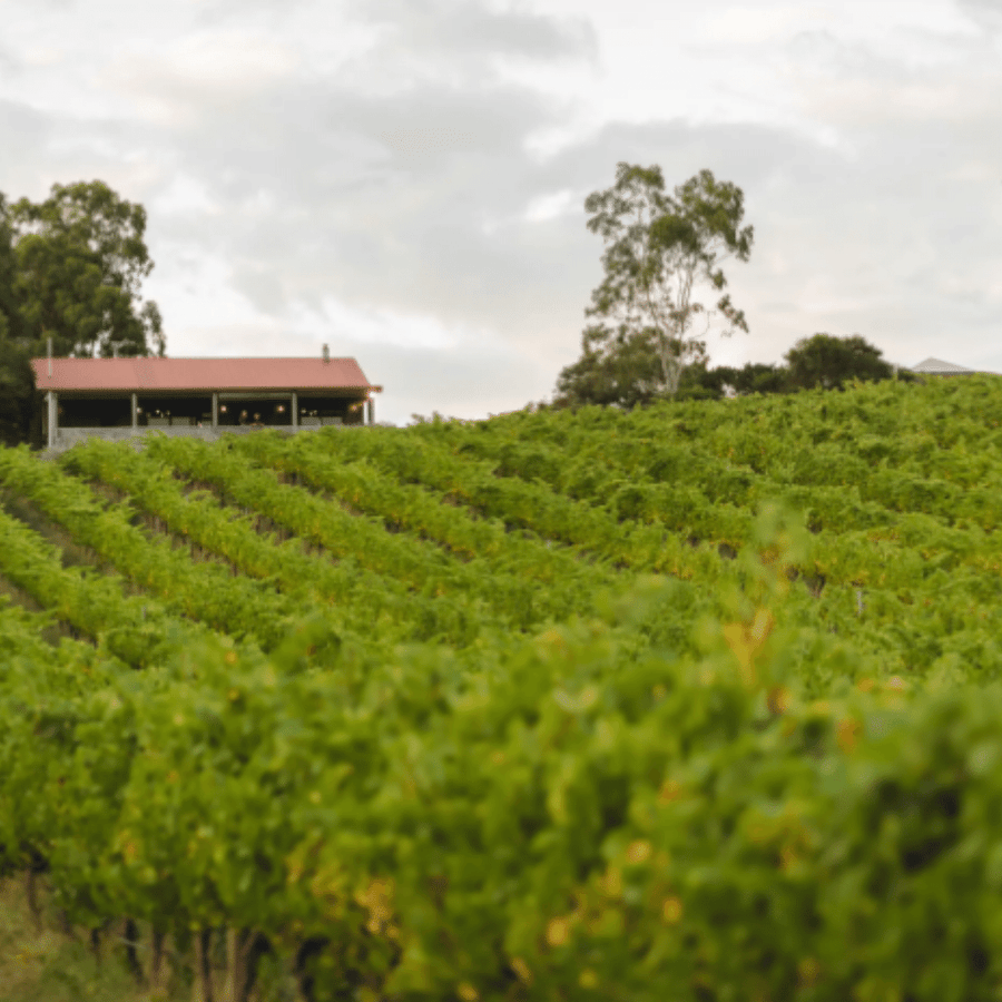 fin wines vineyard