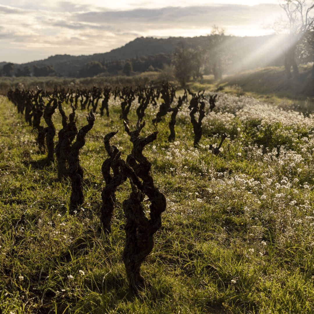 fond cypres vineyard