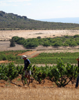 fram vineyard western cape south africa