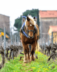 francois ducrot vineyard