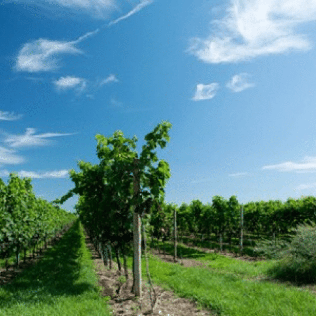 frug vineyard