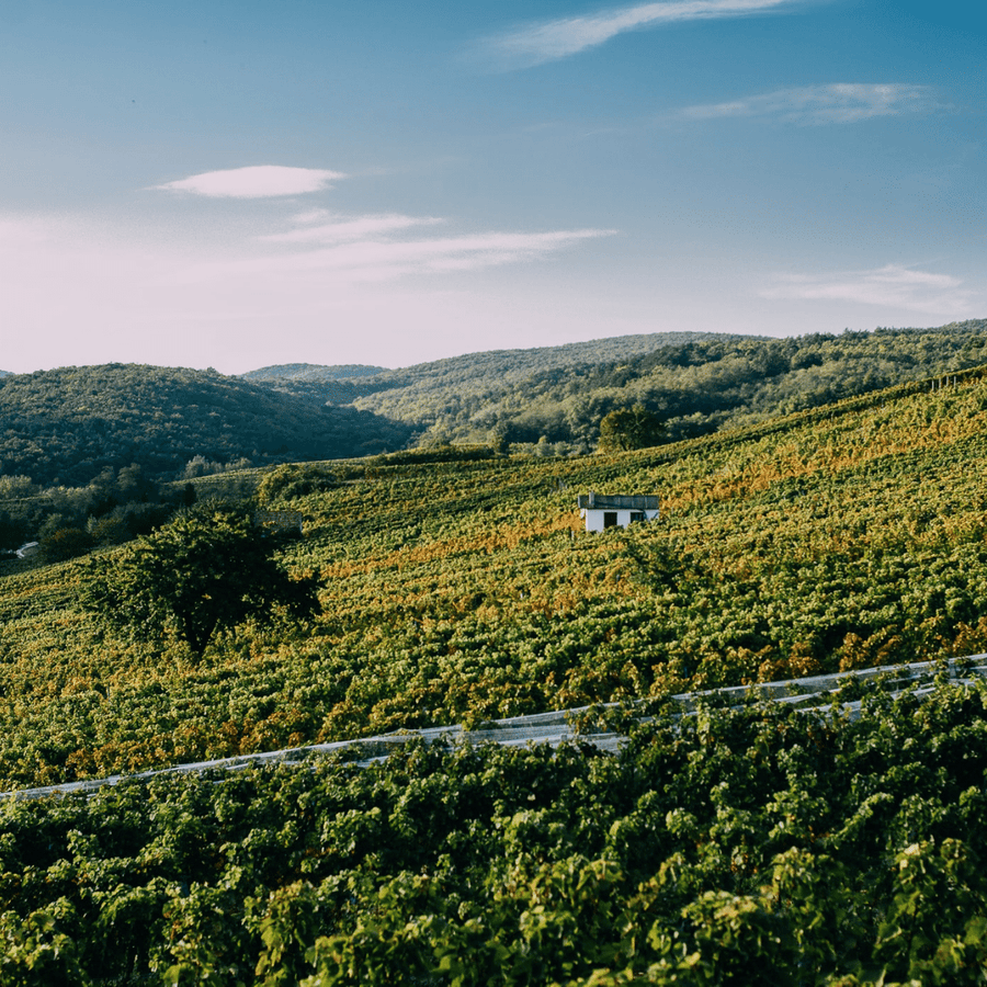 gober and freinbichler vineyard