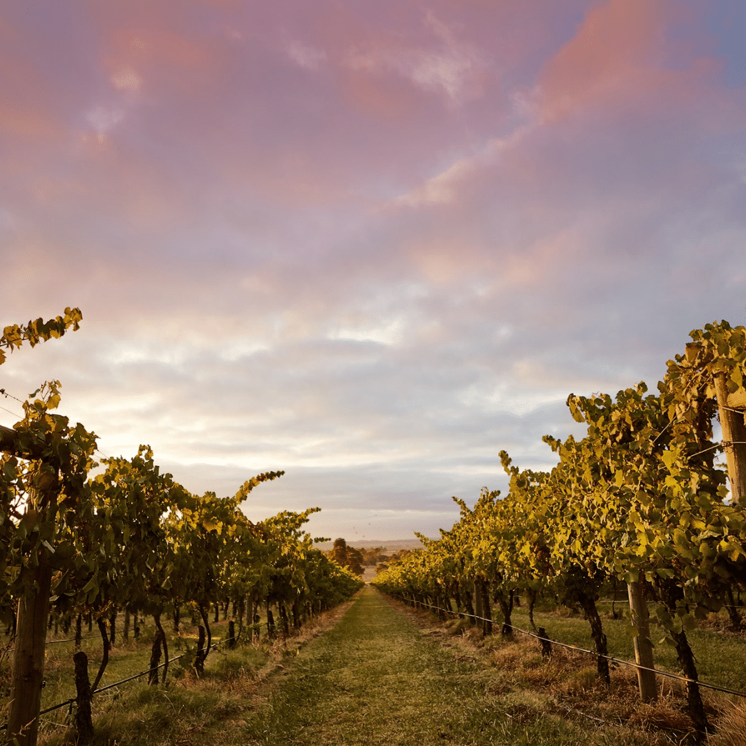 greenstone vineyards vineyard