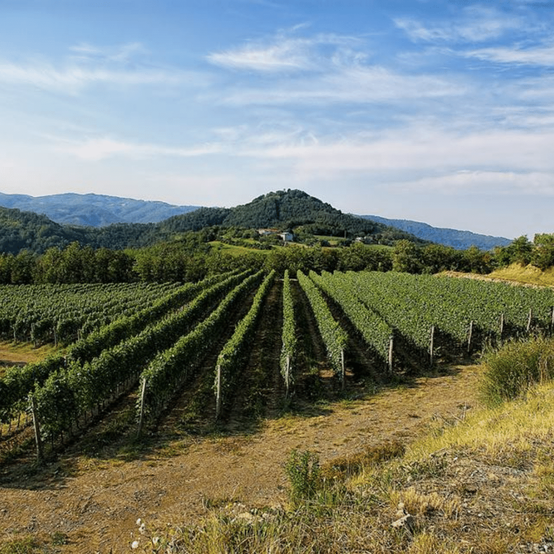 guerila vineyard