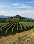 guerila vineyard