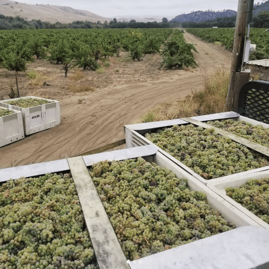 haarmeyer vineyard california