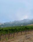 idlewild vineyard california
