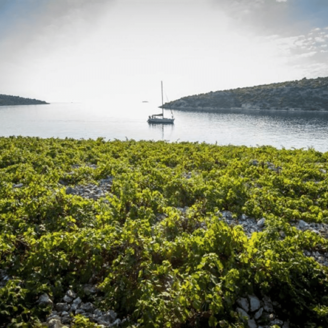josipa marinov vineyard