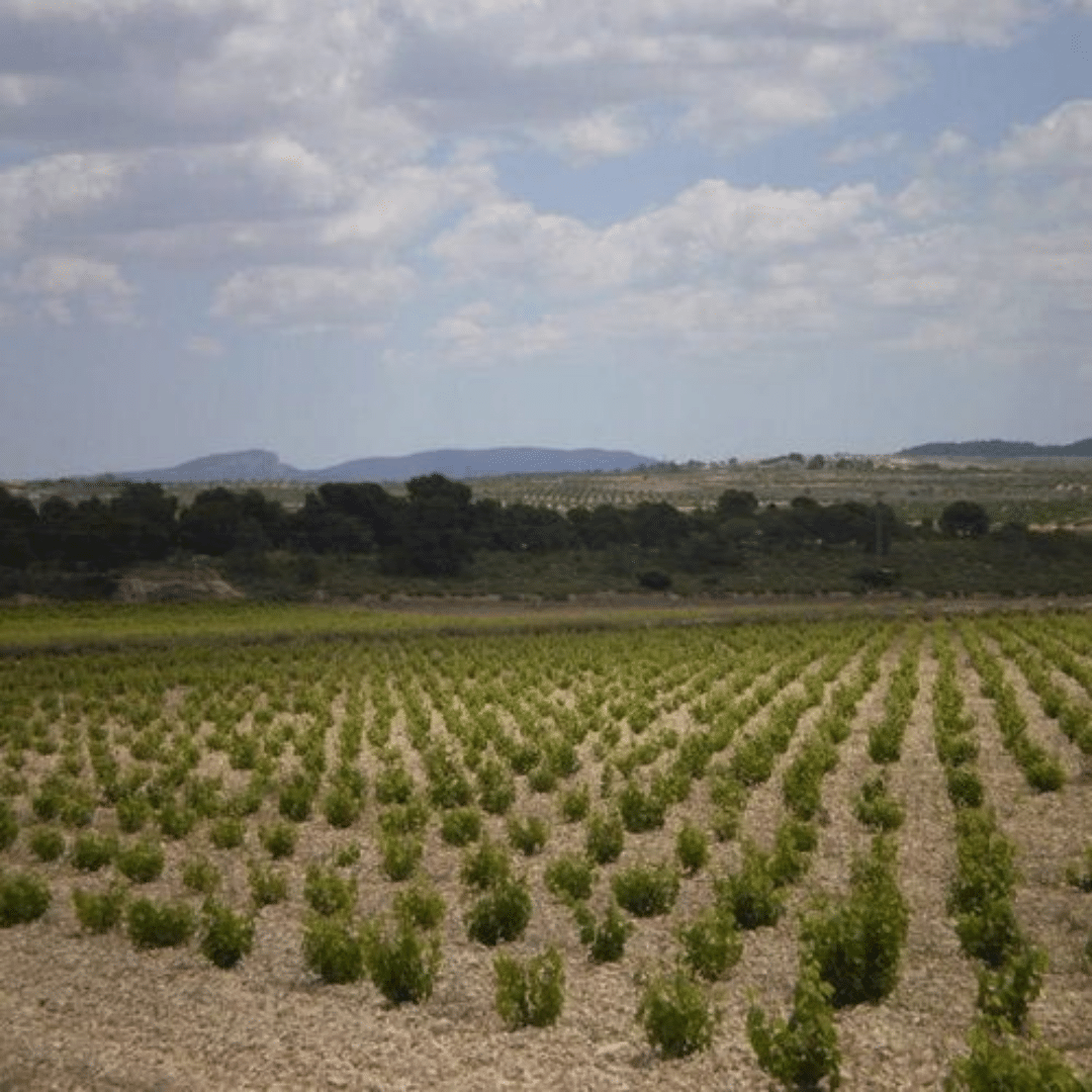 la bodega de pinoso vineyard