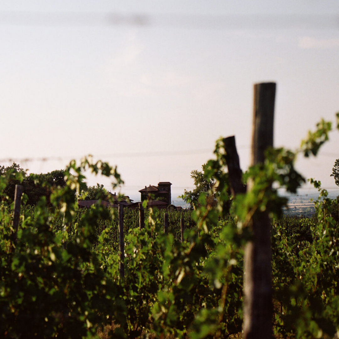 la stoppa vineyard emilia romagna italy