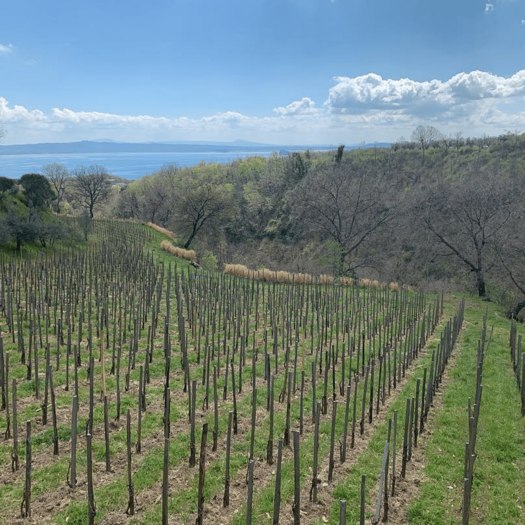 le coste vineyard