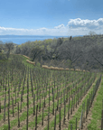 le coste vineyard