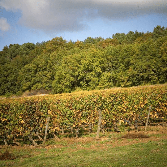 les tetes vineyard rhone france 
