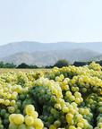 los pilares vineyard california