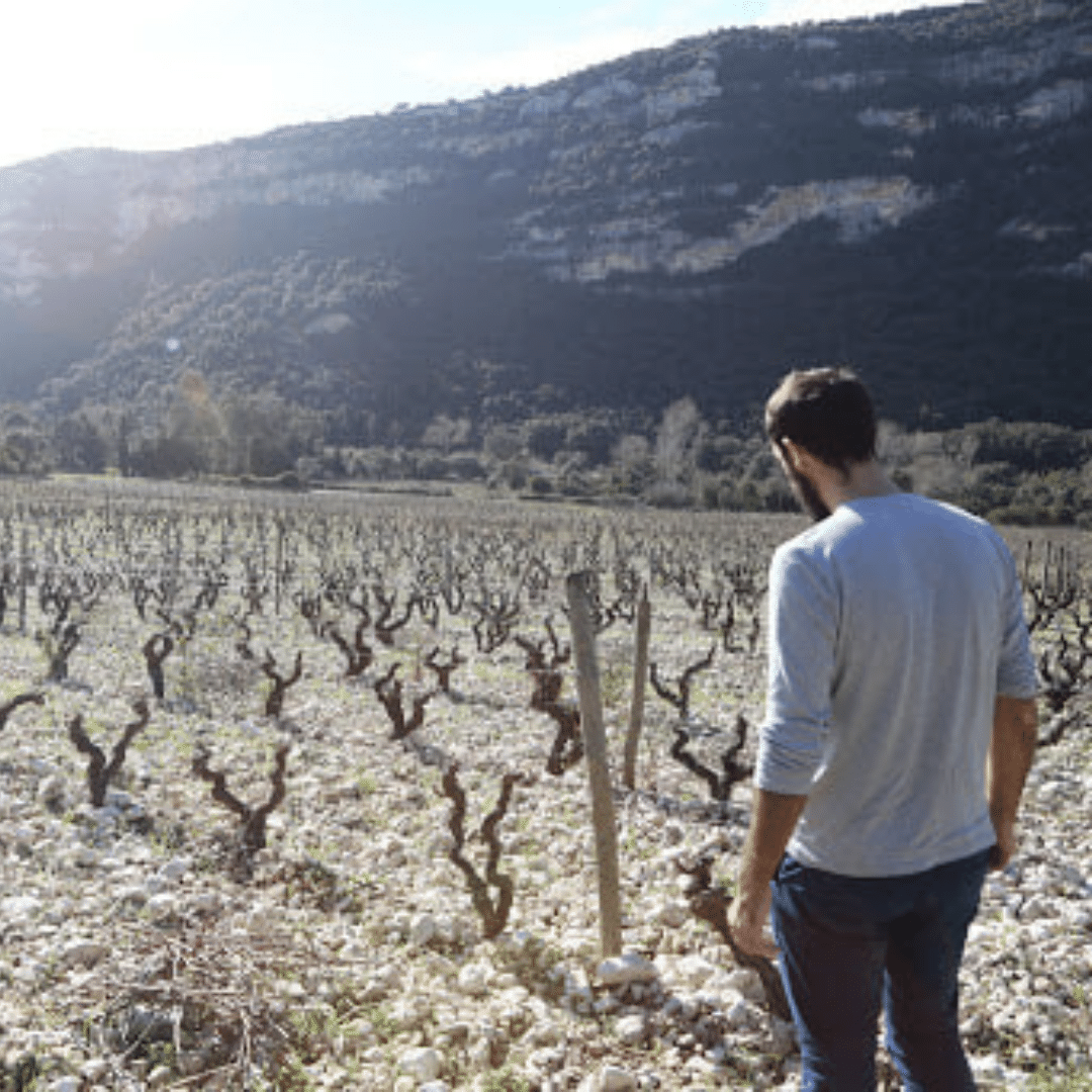 marfisi winemaker patrimonio france