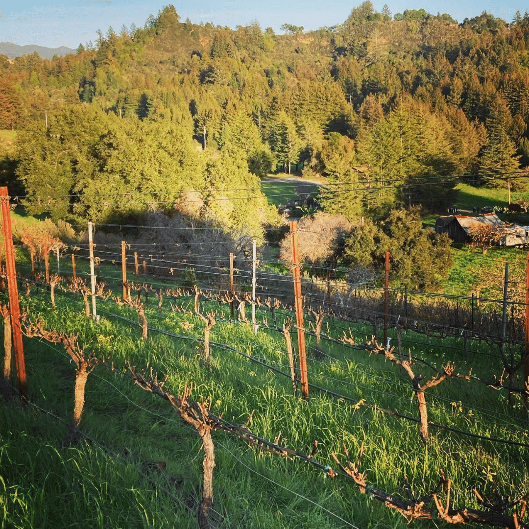 margins vineyard