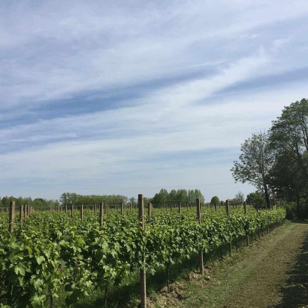 masot vineyard
