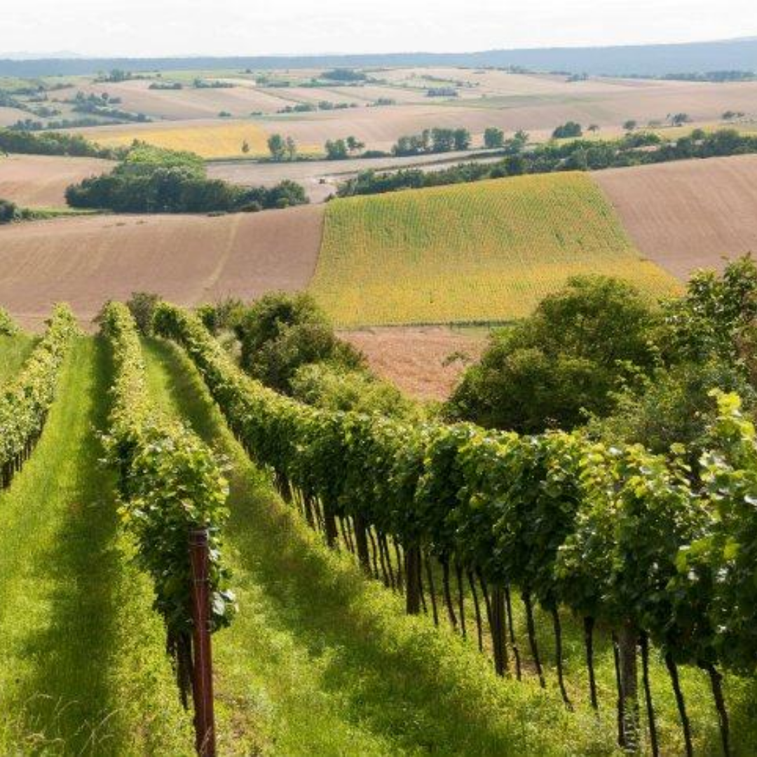 gindl vineyard weinviertel austria
