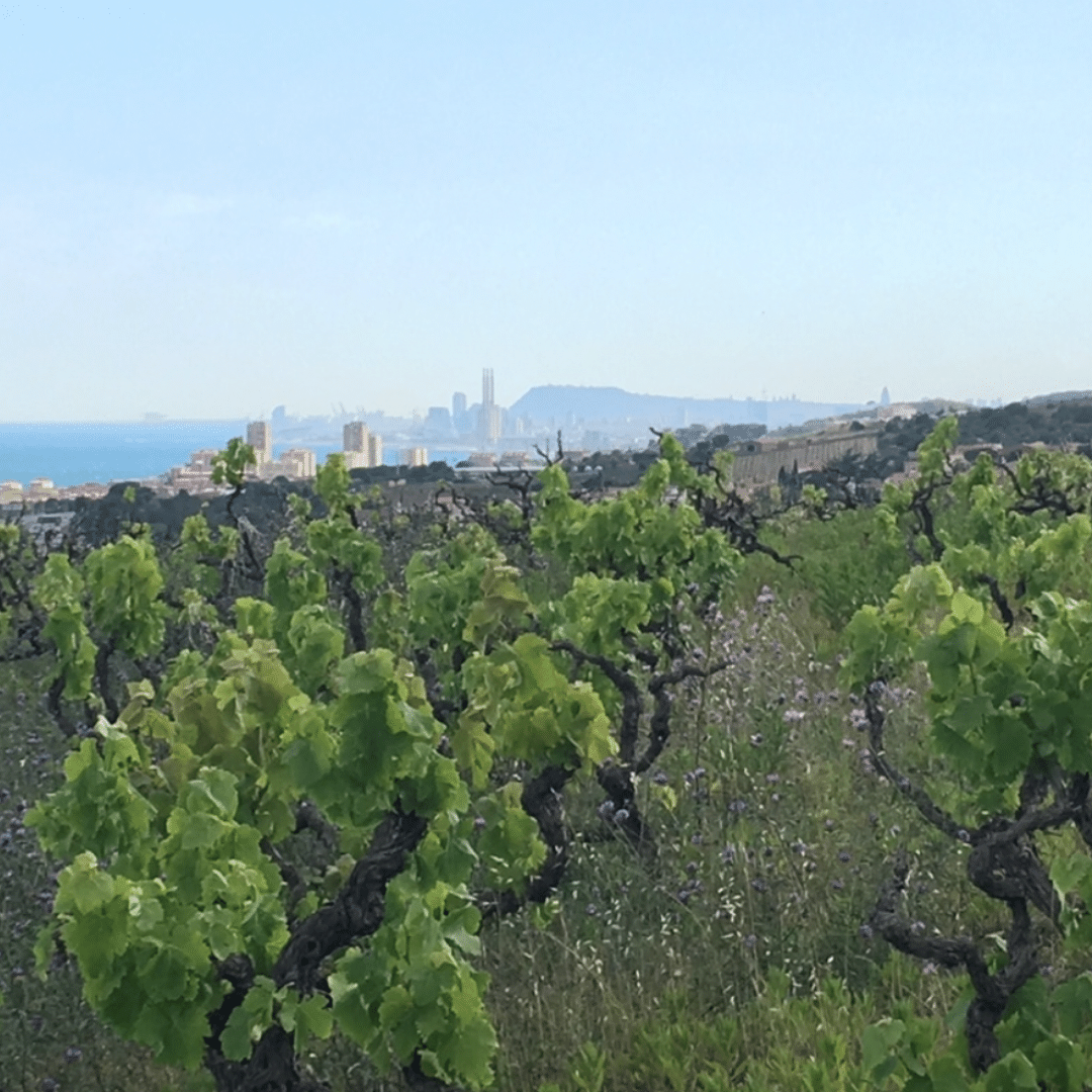 oriol-artigas-vineyard