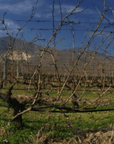 papras bio wines vineyard