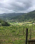 penho wines vineyard