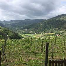penho wines vineyard