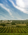 petracavallo vineyard