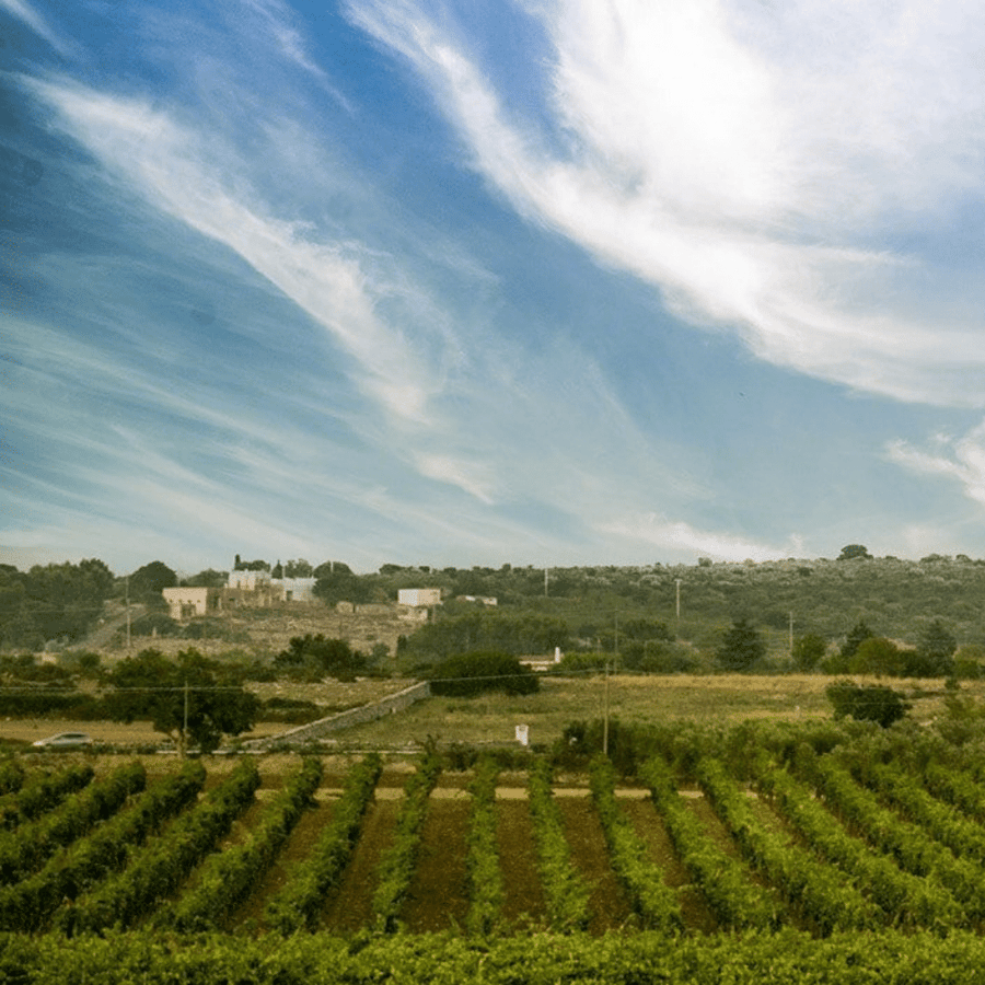 petracavallo vineyard