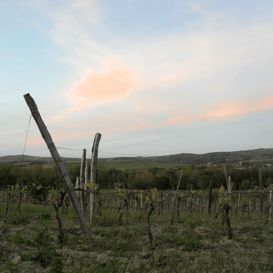 pierre rousse vineyard