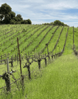 purity wine vineyard