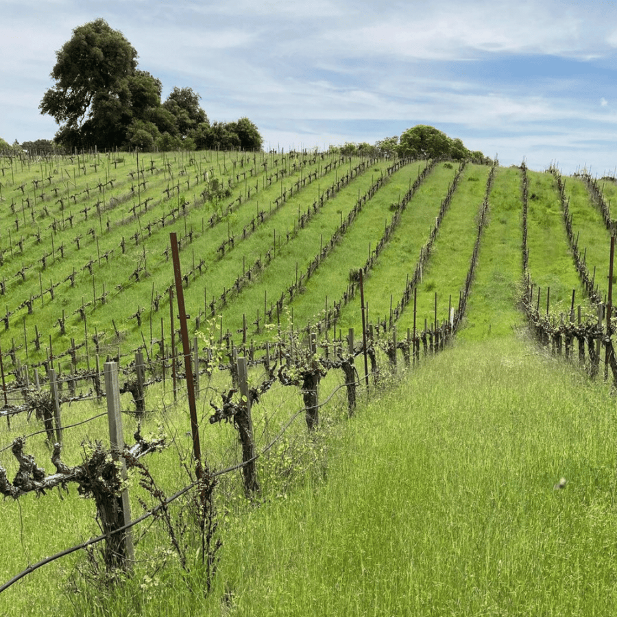 purity wine vineyard