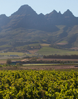 radford dale vineyard stellenbosch south africa