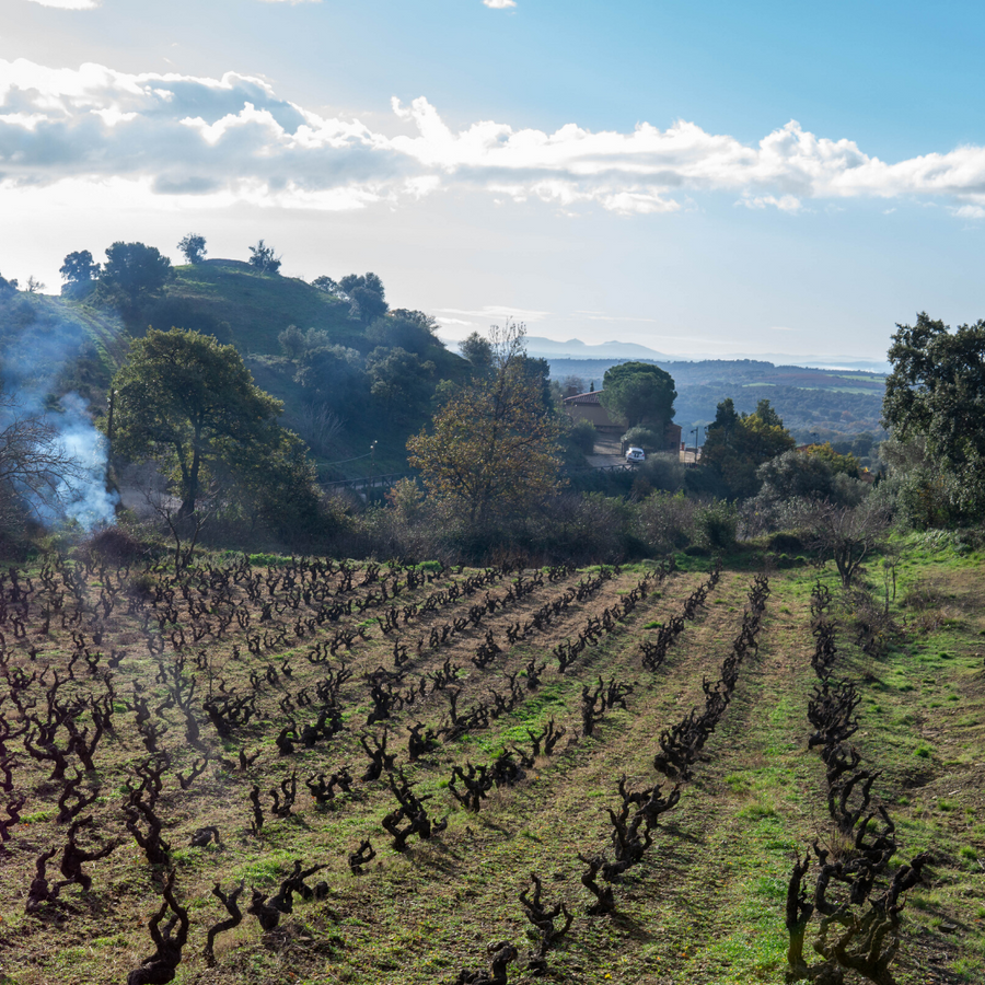 rim vineyard
