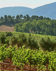 risky grapes vineyard valencia spain