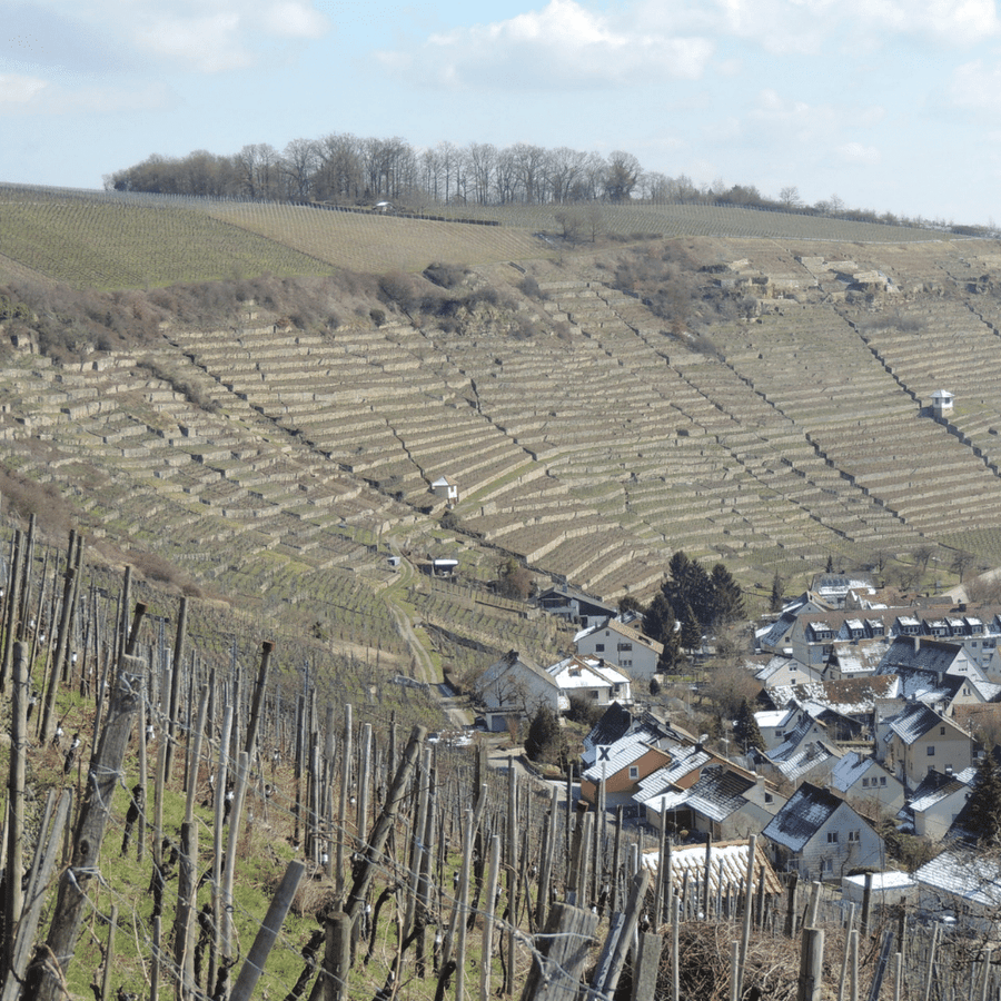 roterfaden and rosswag vineyard