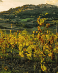 salcheto vineyard